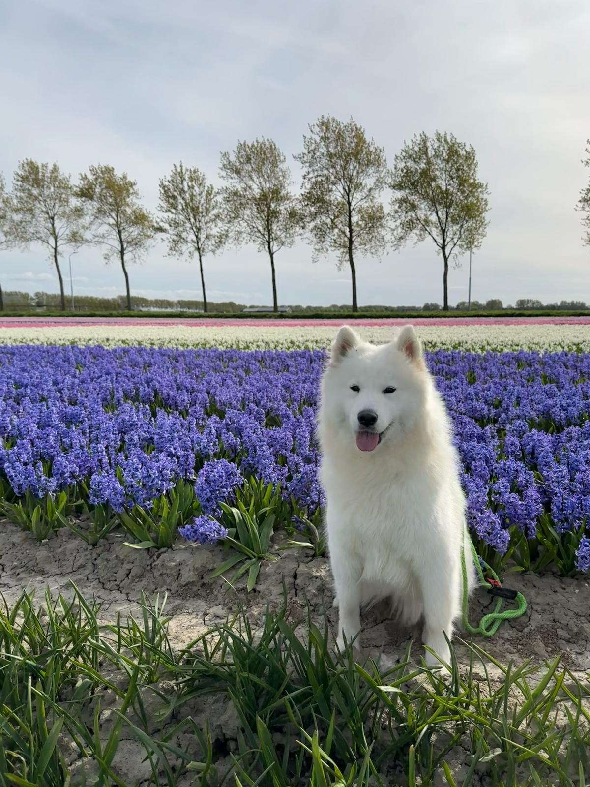 Suki